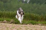 BARZOI 137
